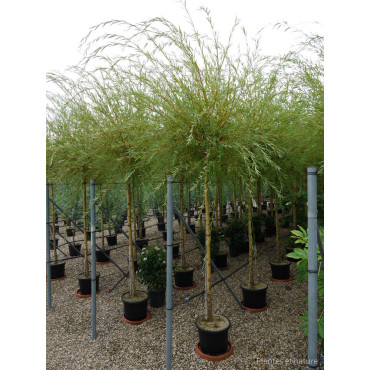 SALIX sepulcralis TRISTIS (Saule pleureur) En pot de 35-50 litres forme tige hauteur du tronc 180-200 cm