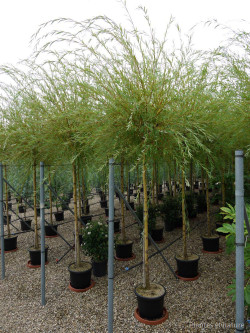 SALIX sepulcralis TRISTIS En pot de 35-50 litres tige hauteur du tronc 190-210 cm