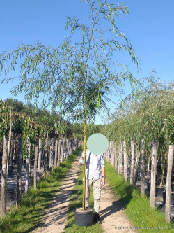 SALIX sepulcralis TRISTIS En pot de 25-30 litres tige hauteur du tronc 190-210 cm