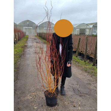 SALIX sepulcralis ERYTHROFLEXUOSA (Saule tortueux) En pot de 10-12 litres