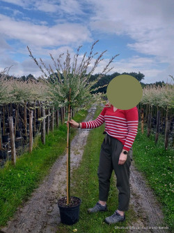 SALIX integra HAKURO-NISHIKI En pot de 10-12 litres tige hauteur du tronc 110-130 cm