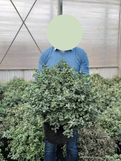 PITTOSPORUM tenuifolium SILVER BALL cov En pot de 15-20 litres