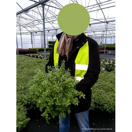 PITTOSPORUM tenuifolium GOLF BALL (Pittospore à petites feuilles)
