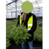 PITTOSPORUM tenuifolium GOLF BALL En pot de 4-5 litres