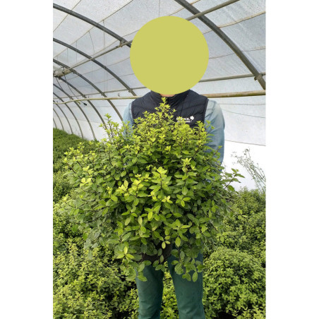 PITTOSPORUM tenuifolium GOLF BALL (Pittospore à petites feuilles)