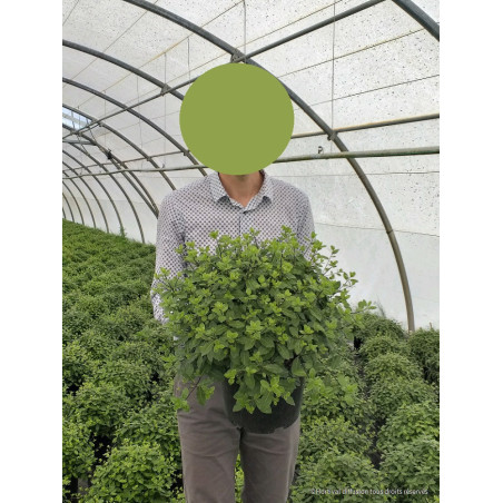 PITTOSPORUM tenuifolium GOLF BALL (Pittospore à petites feuilles)
