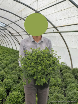 PITTOSPORUM tenuifolium GOLF BALL En pot de 7-10 litres