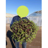 PITTOSPORUM tenuifolium TOM THUMB (Pittospore à petites feuilles) En pot de 15-20 litres forme buisson