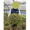 PITTOSPORUM tenuifolium TOM THUMB (Pittospore à petites feuilles) En pot de 7-10 litres forme buisson