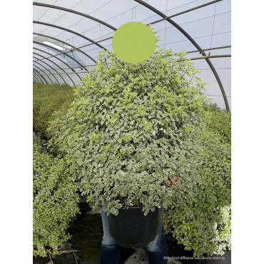 PITTOSPORUM tenuifolium VARIEGATUM (Pittospore à petites feuilles) En pot de 25-30 litres forme buisson