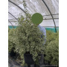 PITTOSPORUM tenuifolium VARIEGATUM (Pittospore à petites feuilles) En pot de 15-20 litres forme buisson