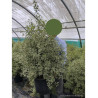 PITTOSPORUM tenuifolium VARIEGATUM (Pittospore à petites feuilles) En pot de 15-20 litres forme buisson