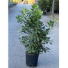 PITTOSPORUM tobira (Pittospore du Japon) En pot de 10-12 litres forme buisson