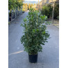 PITTOSPORUM tobira (Pittospore du Japon) En pot de 15-20 litres forme buisson