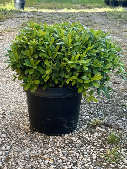 PITTOSPORUM tobira NANA En pot de 10-12 litres