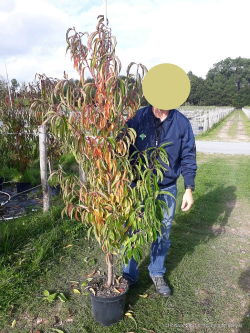 PRUNUS persica TAOFLORA PINK PINK En pot de 10-12 litres forme baliveau