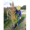 PRUNUS persica TAOFLORA®  (Pêcher à fleurs TAOFLORA®) En pot de 10-12 litres forme baliveau