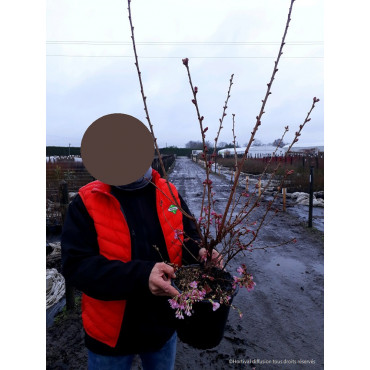 PRUNUS OKAME (Cerisier à fleurs du Japon Okame) En pot de 4-5 litres forme buisson