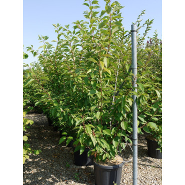 PRUNUS serrulata KANZAN (Cerisier des collines du Japon Kanzan) En pot de 35-50 litres forme buisson