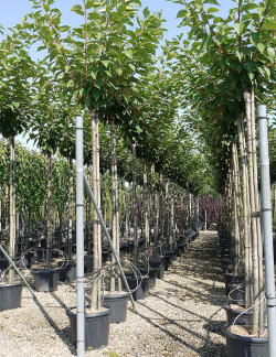 PRUNUS serrulata KANZAN En pot de 35-50 litres tige hauteur du tronc 190-210 cm