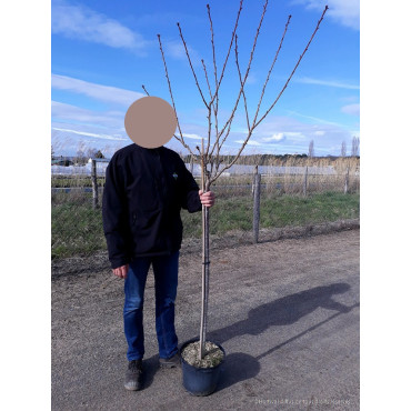 PRUNUS serrulata KANZAN (Cerisier des collines du Japon Kanzan) En pot forme tige hauteur du tronc 110-130 cm