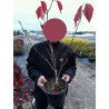 PRUNUS serrulata ROYAL BURGUNDY (Cerisier des collines du Japon Royal Burgundy) En pot de 4-5 litres forme buisson