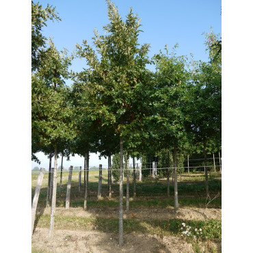 QUERCUS cerris (Chêne chevelu de Bourgogne, Chêne Lombard)