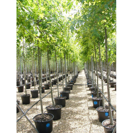 QUERCUS palustris (Chêne des marais)