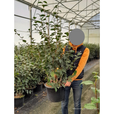 CAMELLIA japonica TRAVERSO (Camélia du Japon) En pot de 15-20 litres forme buisson