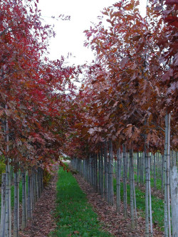 QUERCUS rubra