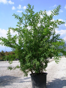 PUNICA granatum En pot de 50-70 litres