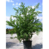 PUNICA granatum (Grenadier à fruits) En pot de 50-70 litres forme buisson hauteur 150-175 cm