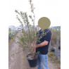 PUNICA granatum f. plena (Grenadier à fleurs doubles) En pot de 10-12 litres forme buisson