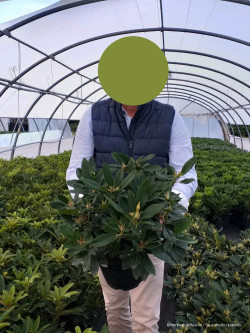 RHODODENDRON PERCY WISEMAN En pot de 7-10 litres