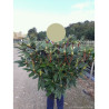 RHODODENDRON hybride RED EYE (Rhododendron) En pot de 15-20 litres forme buisson