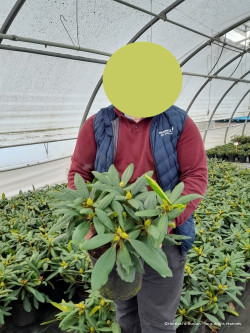 RHODODENDRON RED EYE En pot de 4-5 litres