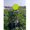 RHODODENDRON hybride RED EYE (Rhododendron) En pot de 7-10 litres forme buisson