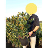 RHODODENDRON hybride NOVA ZEMBLA (Rhododendron) En pot de 7-10 litres forme buisson