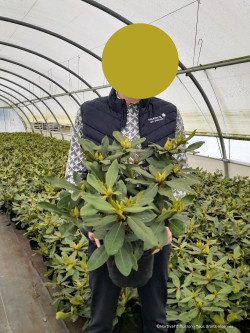 RHODODENDRON NOVA ZEMBLA En pot de 4-5 litres