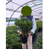 RHODODENDRON hybride MADAME MASSON (Rhododendron) En pot de 4-5 litres forme buisson