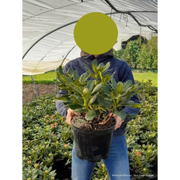 RHODODENDRON hybride HORIZON MONARCH (Rhododendron) En pot de 7-10 litres forme buisson
