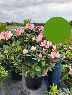 RHODODENDRON COSMOPOLITAN En pot de 15-20 litres