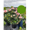 RHODODENDRON hybride COSMOPOLITAN (Rhododendron) En pot de 15-20 litres forme buisson