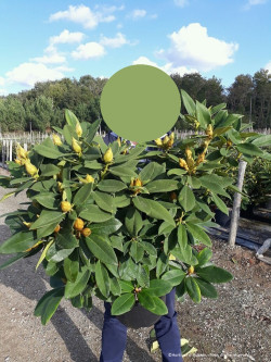 RHODODENDRON ANNA ROSE WHITNEY En pot de 15-20 litres