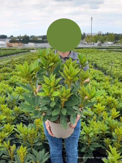 RHODODENDRON ANNA ROSE WHITNEY En pot de 7-10 litres