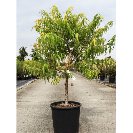 RHUS typhina TIGER EYES® (Sumac de Virginie Tiger Eyes)