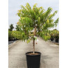 RHUS typhina TIGER EYES® (Sumac de Virginie Tiger Eyes) En pot de 15-20 litres forme buisson