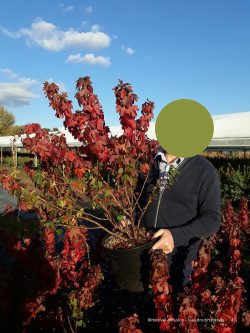 RIBES odoratum En pot de 10-12 litres