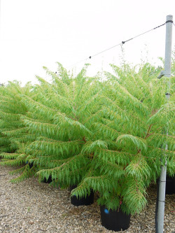 RHUS typhina DISSECTA En pot de 90-110 litres buisson hauteur 150-175 cm