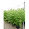 RHUS typhina DISSECTA (Sumac de Virginie) En pot de 35-50 litres forme buisson